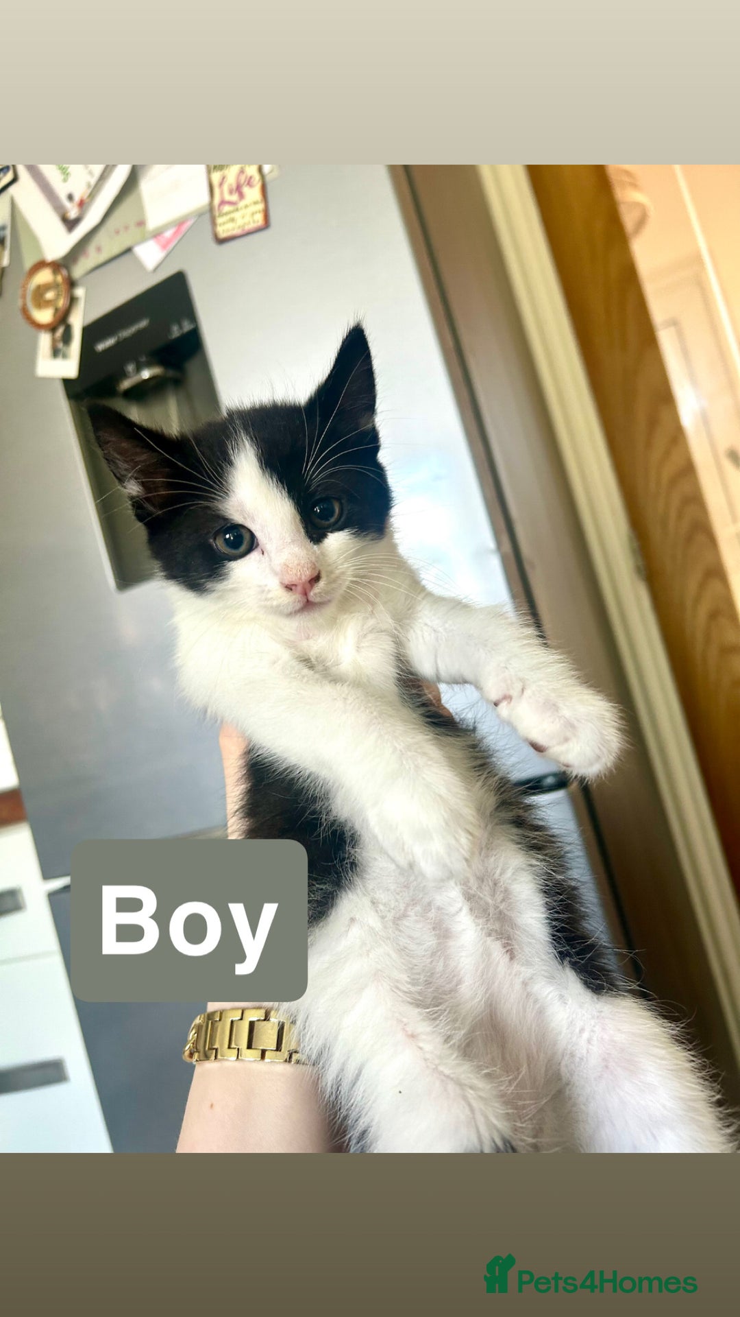 Turkish Van cats for sale: Adorable kittens looking for a home - Image 3