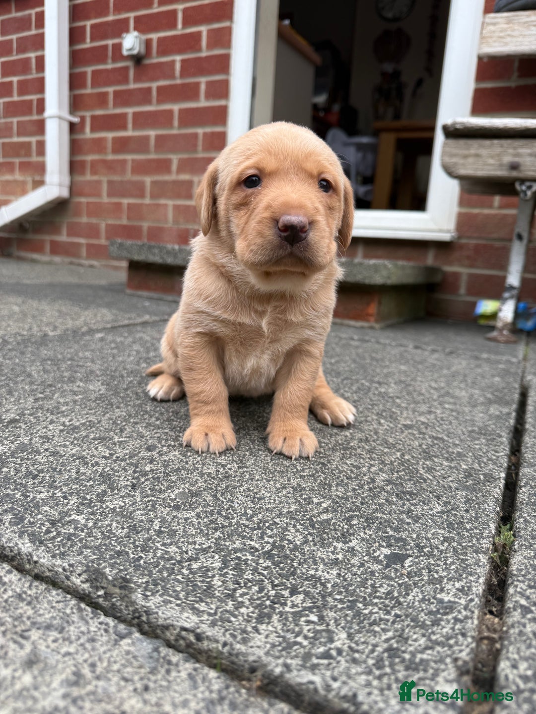 Labrador Retriever dogs for sale: FANTATIC bred Labradors - Image 3
