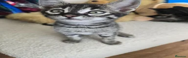 Bengal 1