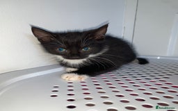 Mixed Breed cats for sale: 💚 3 male  💜 2 female  - Image 10