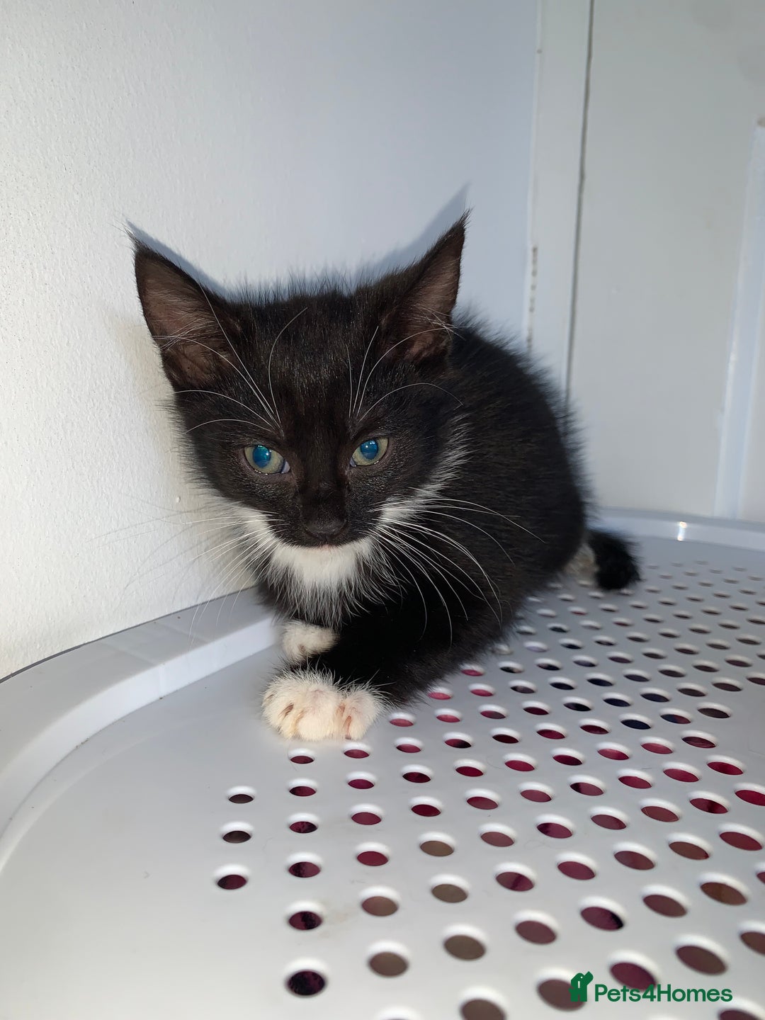 Mixed Breed cats for sale: 💚 3 male  💜 2 female  - Image 10