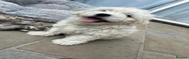 Bichon Frise 1