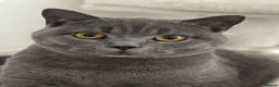 British Shorthair cats for sale: Cat Louie Looking for a Loving New Home - Advert 8