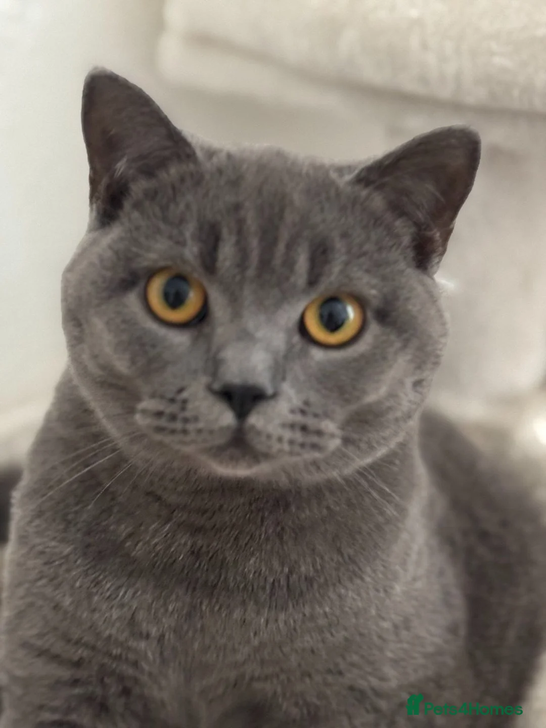 British Shorthair cats for sale: Cat Louie Looking for a Loving New Home - Advert 8