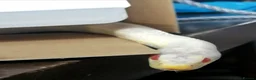 Corn Snake reptiles for sale: 2 corn snakes, proven breeders. Male and female in Coventry - Advert 2
