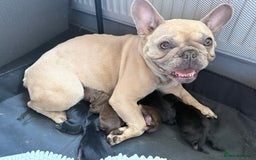Mixed Breed dogs for sale: French bulldog cross puppies - Advert 14