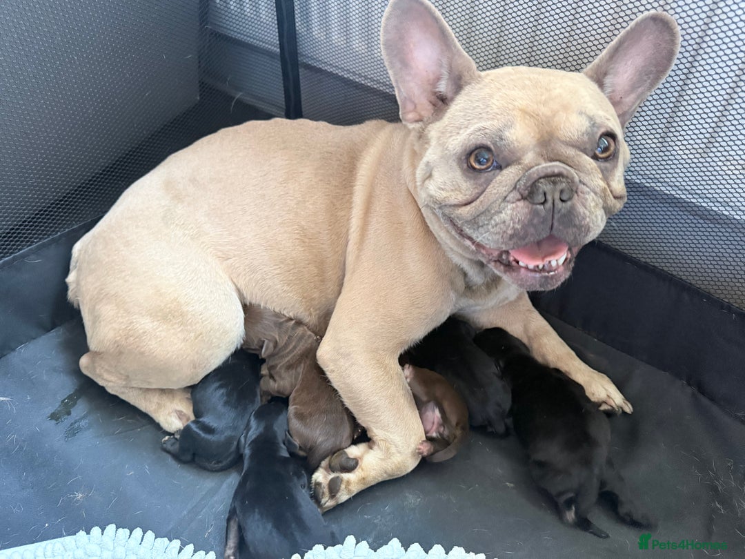 Mixed Breed dogs for sale: French bulldog cross puppies - Advert 14