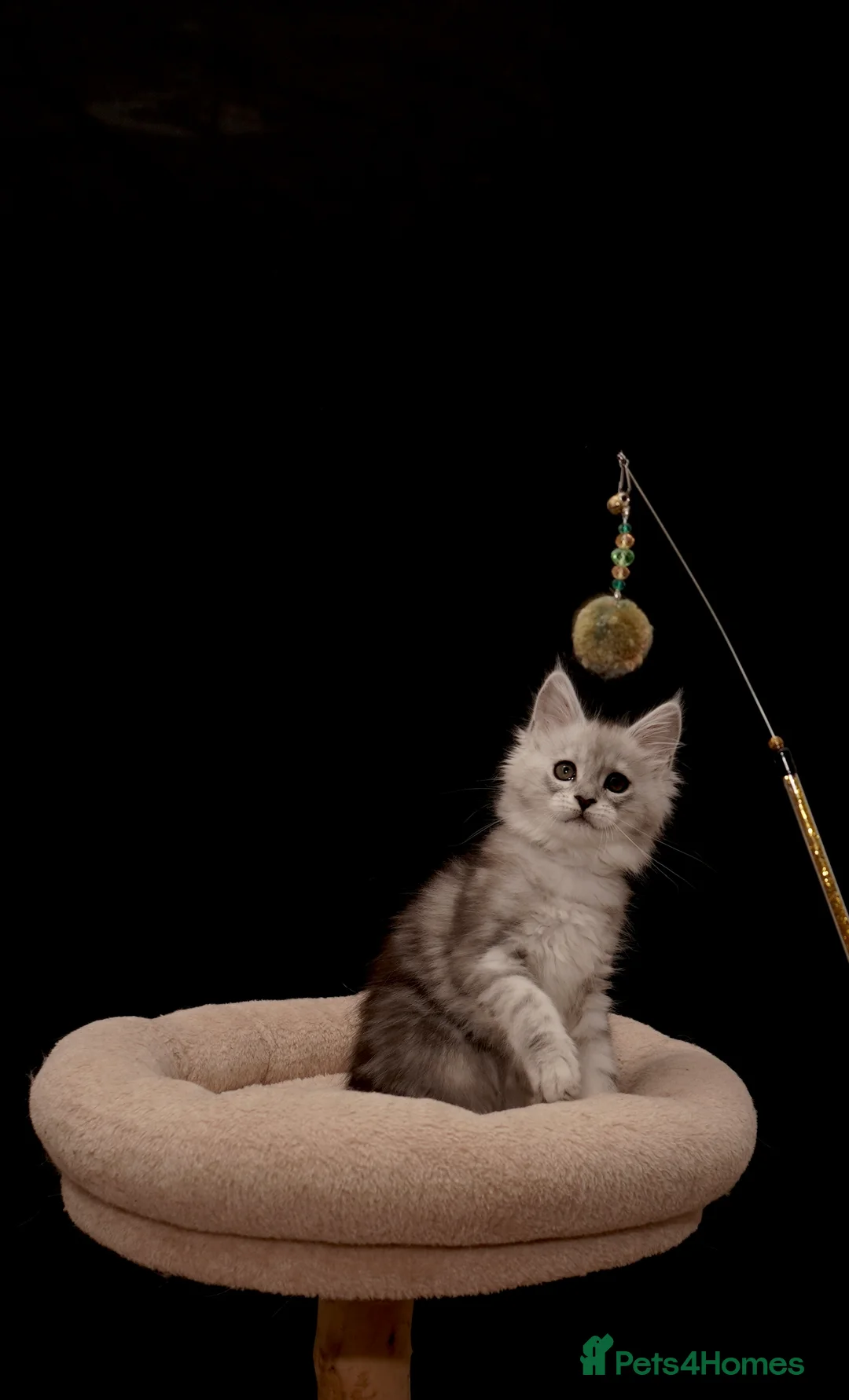 Maine Coon cats for sale: Black Silver classic tabby Mainecoon kittens - Advert 5