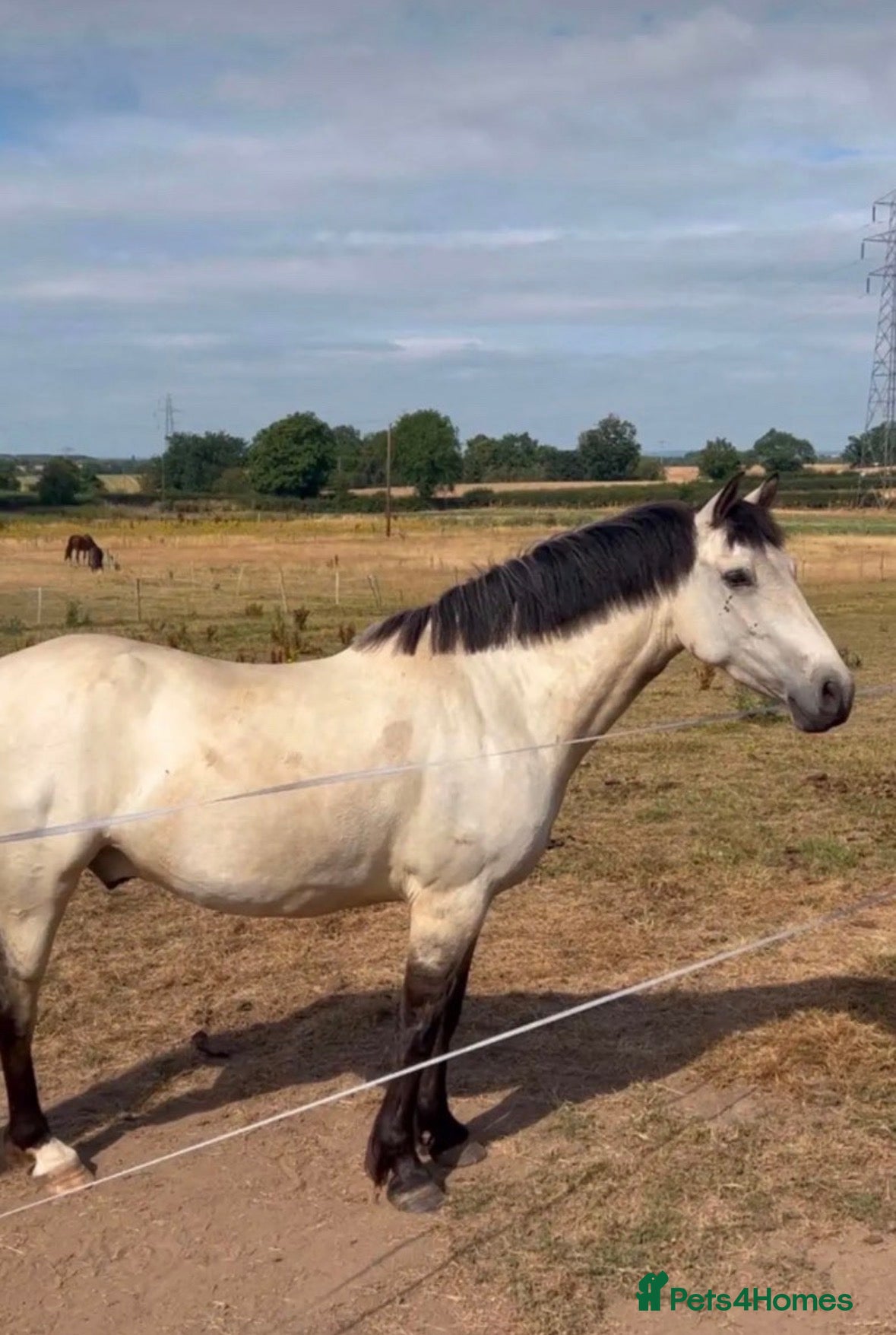PRE horses Beautiful 4 year old Buckskin Pre Fusion - Advert 2