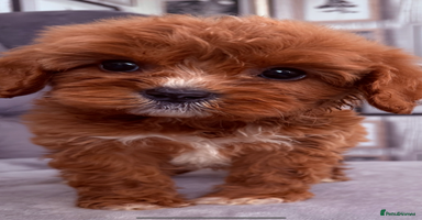 Cavapoo dogs - Advert 5