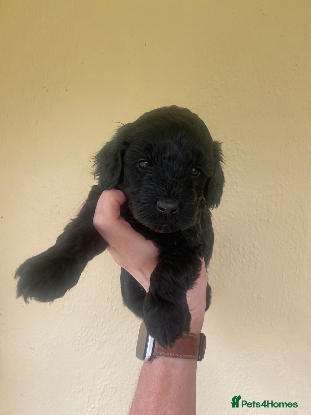 Mixed Breed dogs for sale:  Cavapoo x Cockapoo Ready 9th August - Image 26
