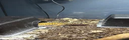 Leopard Gecko reptiles for sale: X2FULL SET UP male+female leopard gecko(breedable) in Ashton-under-Lyne - Advert 15