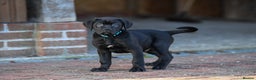 Cane Corso dogs for sale: Elite cane corso puppies  - Advert 16