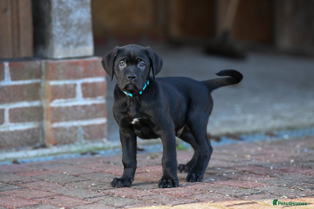 Cane Corso dogs for sale: Elite cane corso puppies  - Advert 16