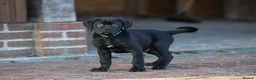 Cane Corso dogs for sale: Elite cane corso puppies  - Advert 16