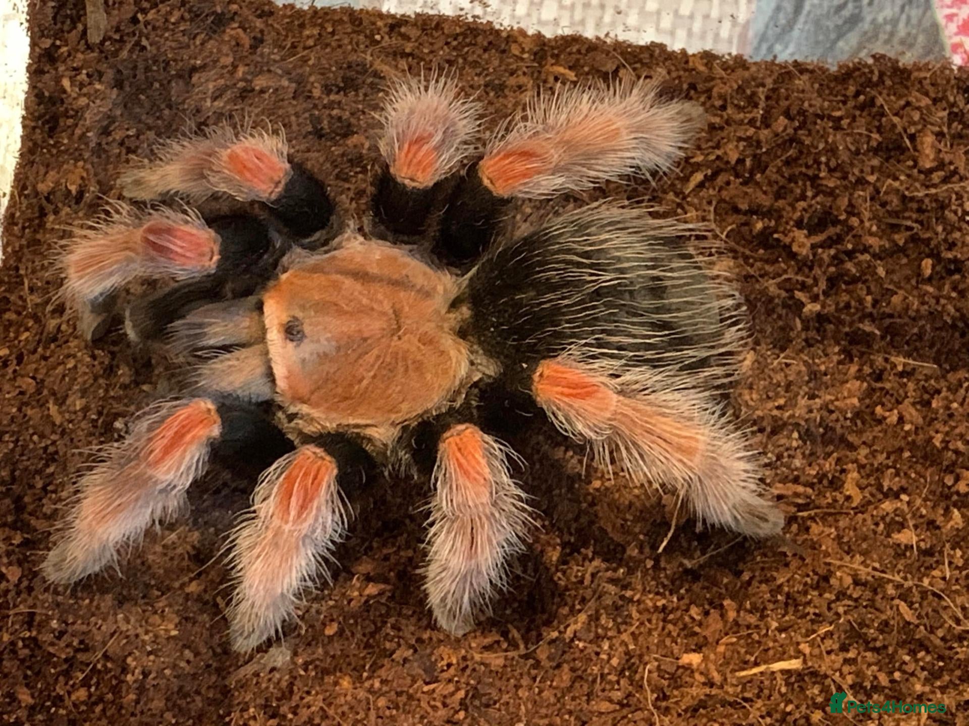 Tarantulas invertebrates Three Beautiful Female Tarantulas - Advert 1