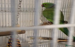 Ringnecks birds for sale: 2 indian ringnecks male and female. - Image 5