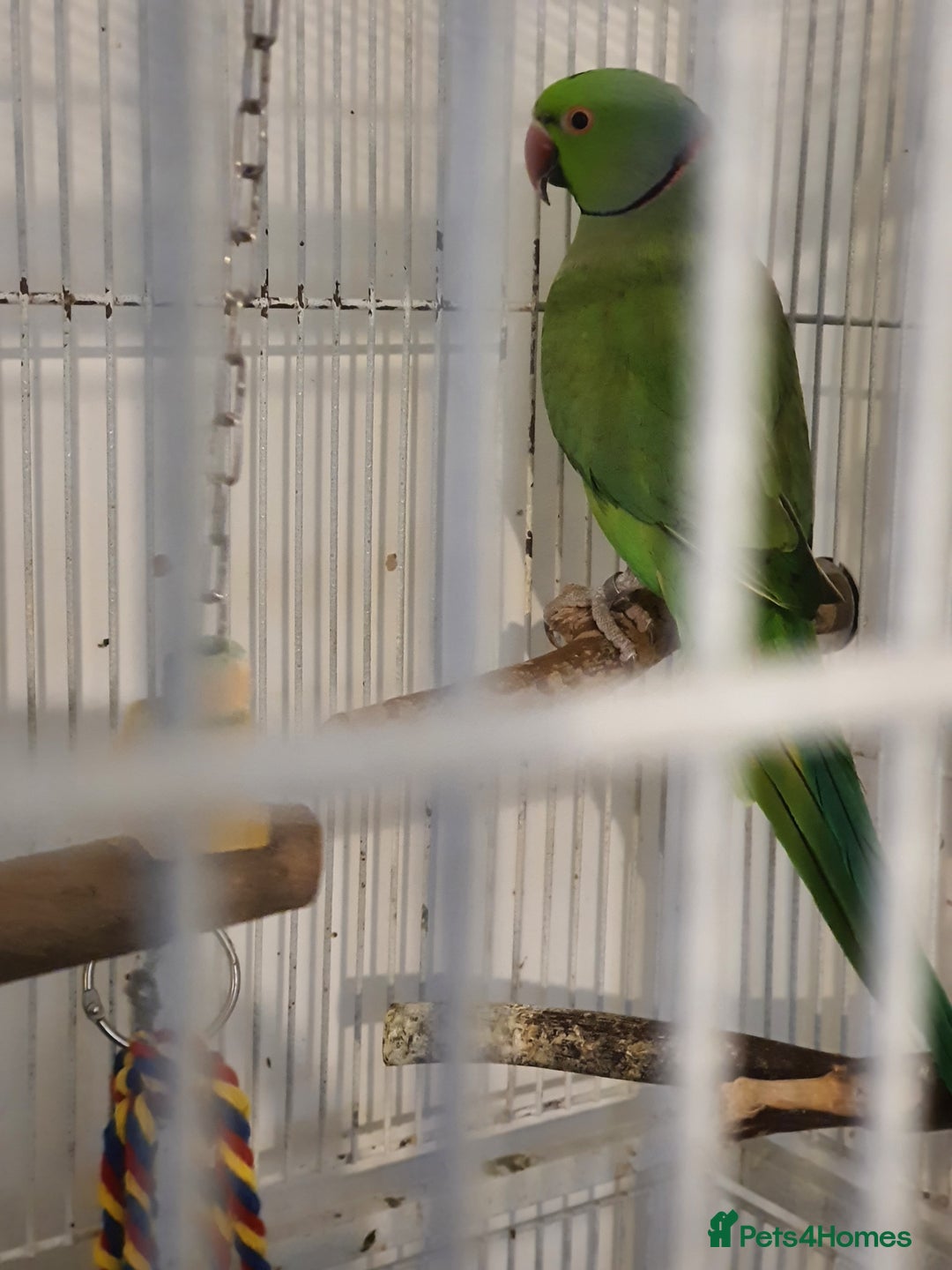 Ringnecks birds for sale: 2 indian ringnecks male and female. - Image 5