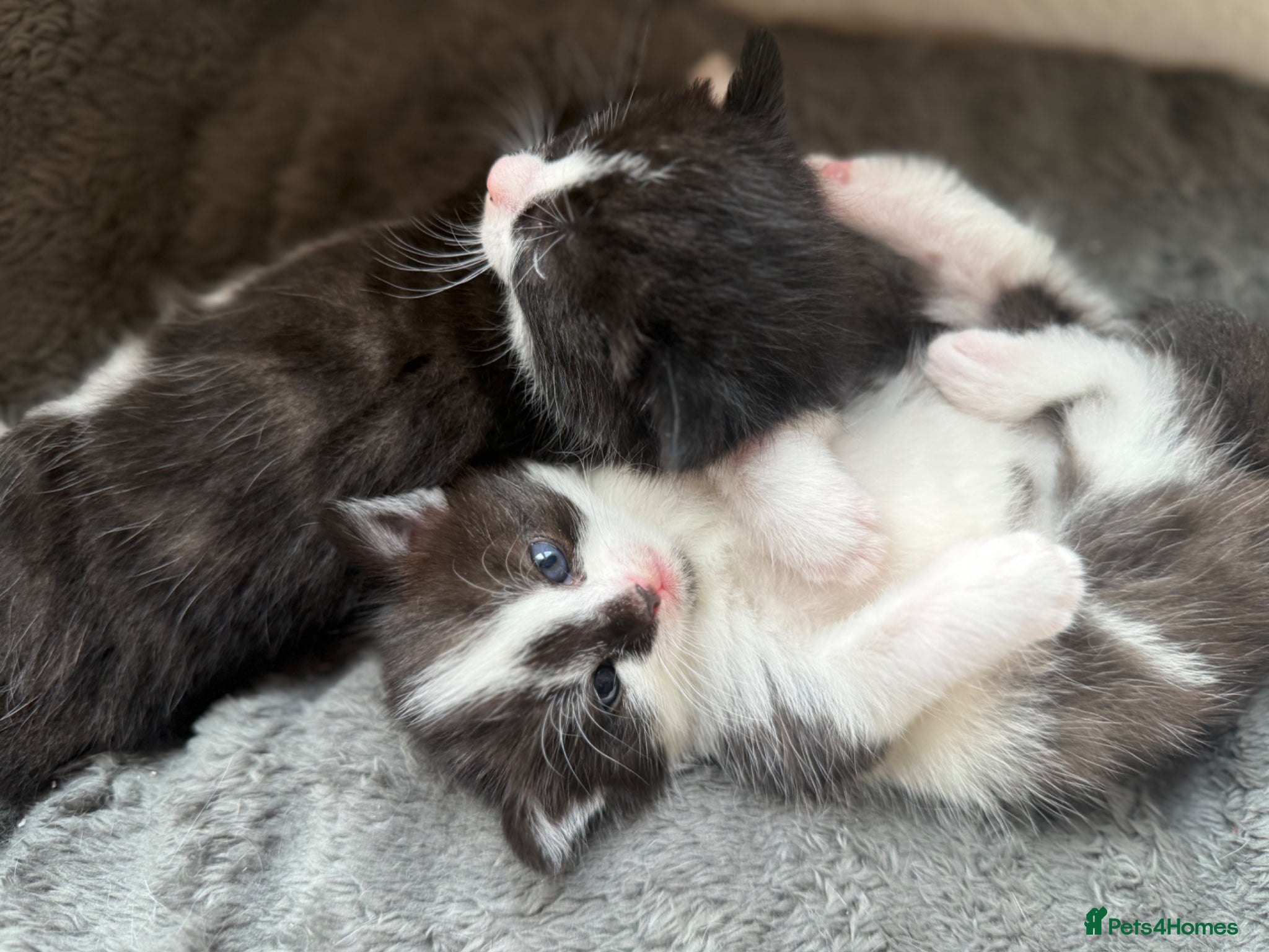 Mixed Breed cats Stunning black and white girl kitten - Advert 1
