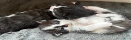 Mixed Breed cats for sale: Stunning black and white girl kitten - Advert 1