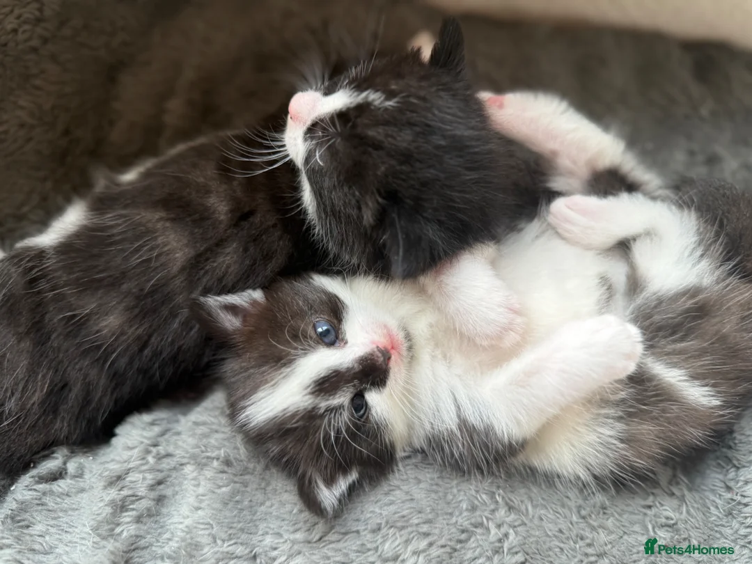 Mixed Breed cats for sale: Stunning black and white girl kitten - Advert 1