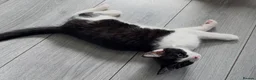Mixed Breed cats for sale: Male kitten for sale £20 - Advert 4