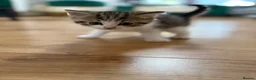 Mixed Breed cats for sale: Beautiful Scottish fold mix kittens 3 girls - Advert 5