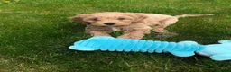 Cavachon dogs for sale: Outstanding Cavapoochon Puppies  - Advert 4