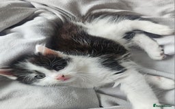 Mixed Breed cats for sale: 2 fluffy boys - Image 8