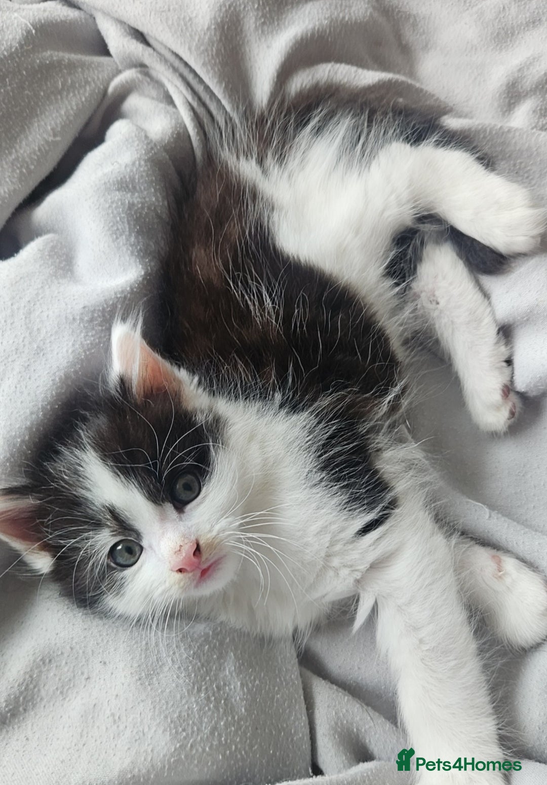 Mixed Breed cats for sale: 2 fluffy boys - Image 8