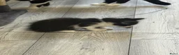 Mixed Breed cats for sale: Three kittens For Sale  in Dagenham - Advert 4