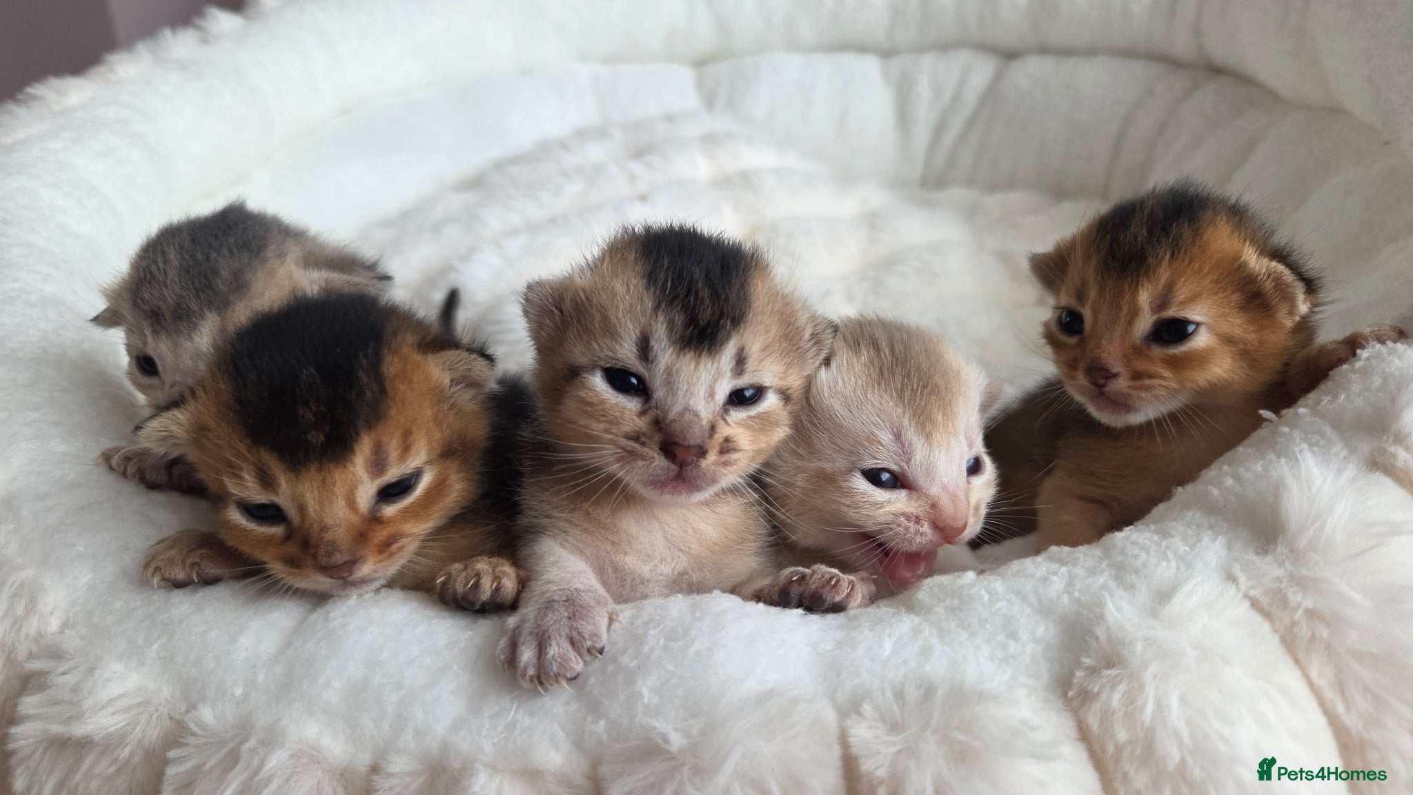 Abyssinian cats Abyssinian kittens TICA registered - Advert 3