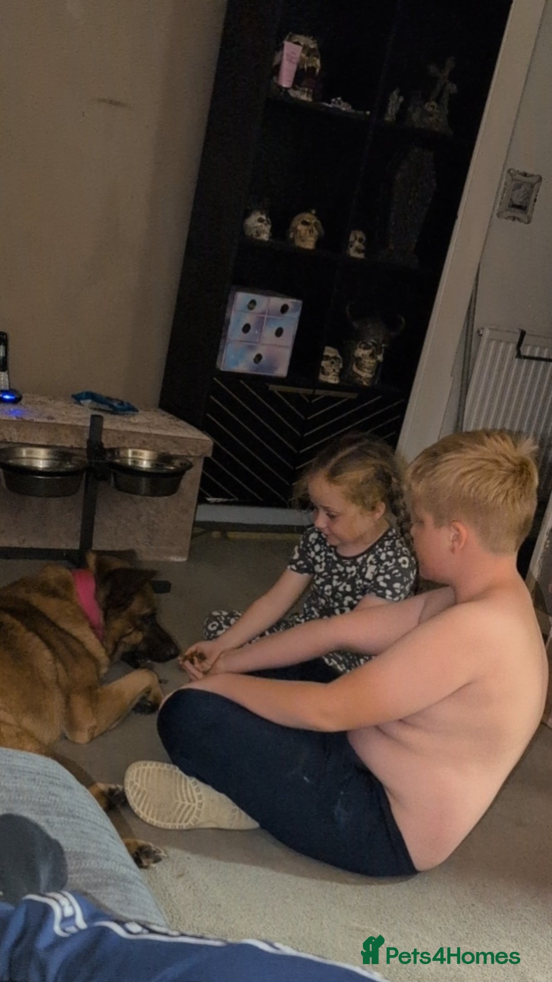 Mixed Breed dogs for sale: German shepherd cross Akita - Image 3