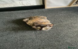 Mixed Breed cats for sale: female kitten  - Image 4
