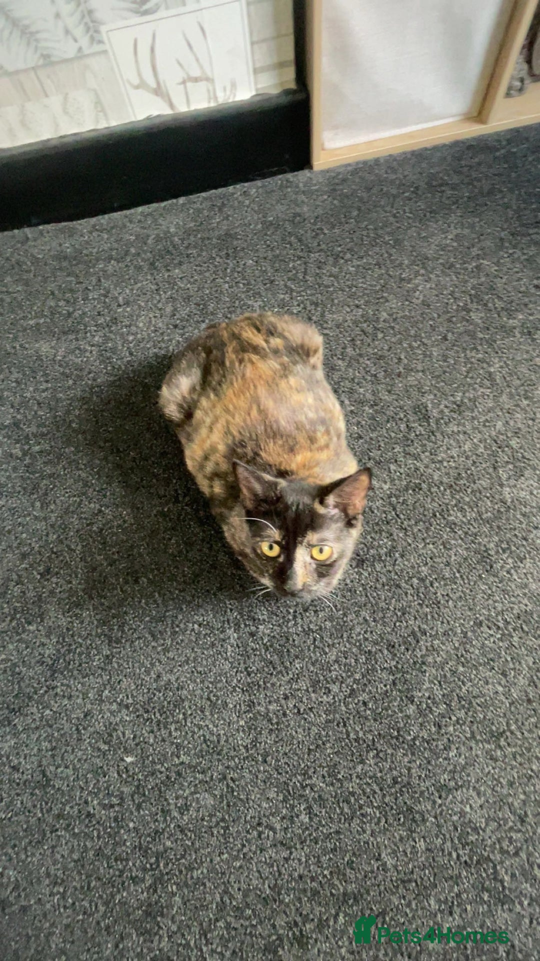 Mixed Breed cats for sale: female kitten  - Image 4