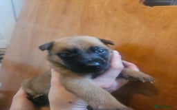 Belgian Shepherd Dog dogs for sale: Belgium Malinos shepard puppys - Image 2