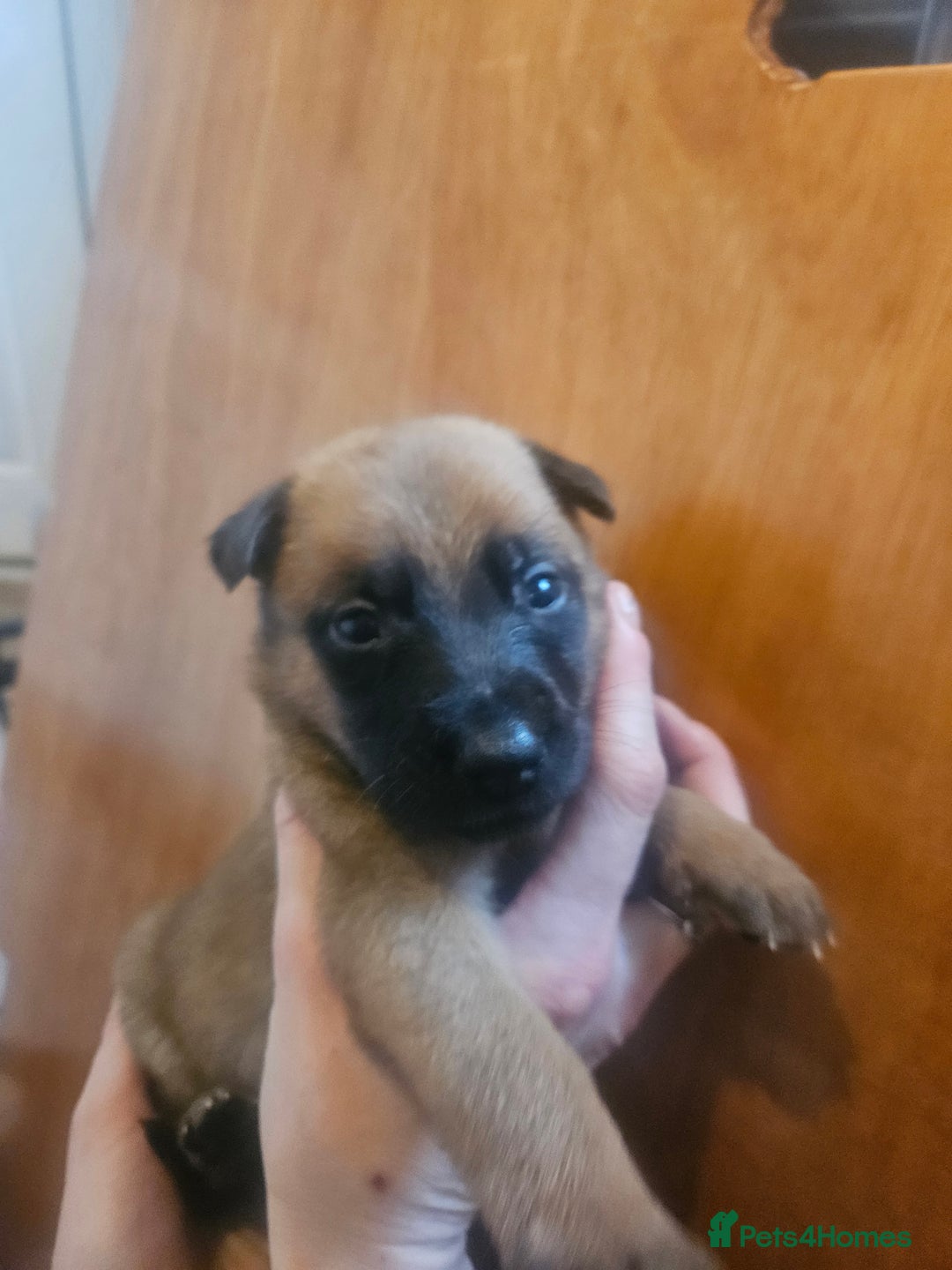 Belgian Shepherd Dog dogs for sale: Belgium Malinos shepard puppys - Image 2