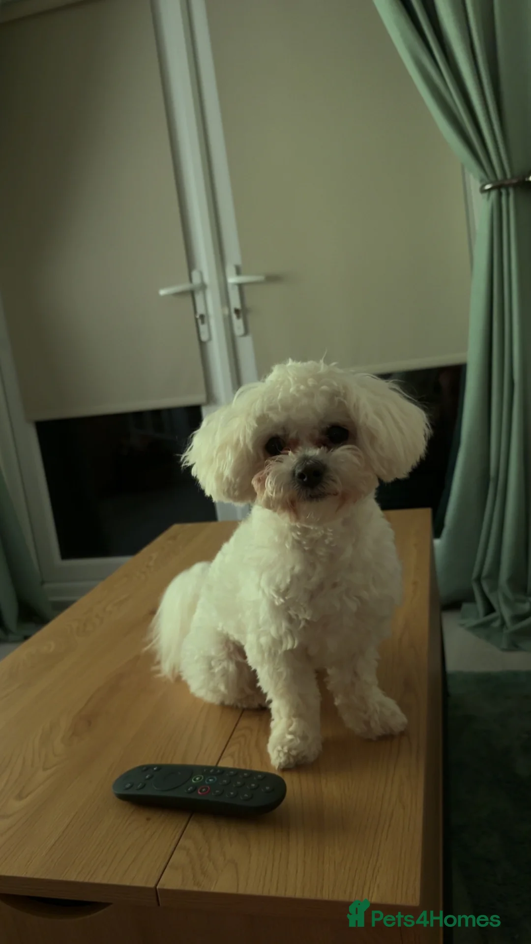 Maltipoo dogs for stud: Maltipoo for stud  in Hartlepool - Advert 2