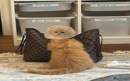 Persian cats for sale: Chinchilla kittens  - Image 11