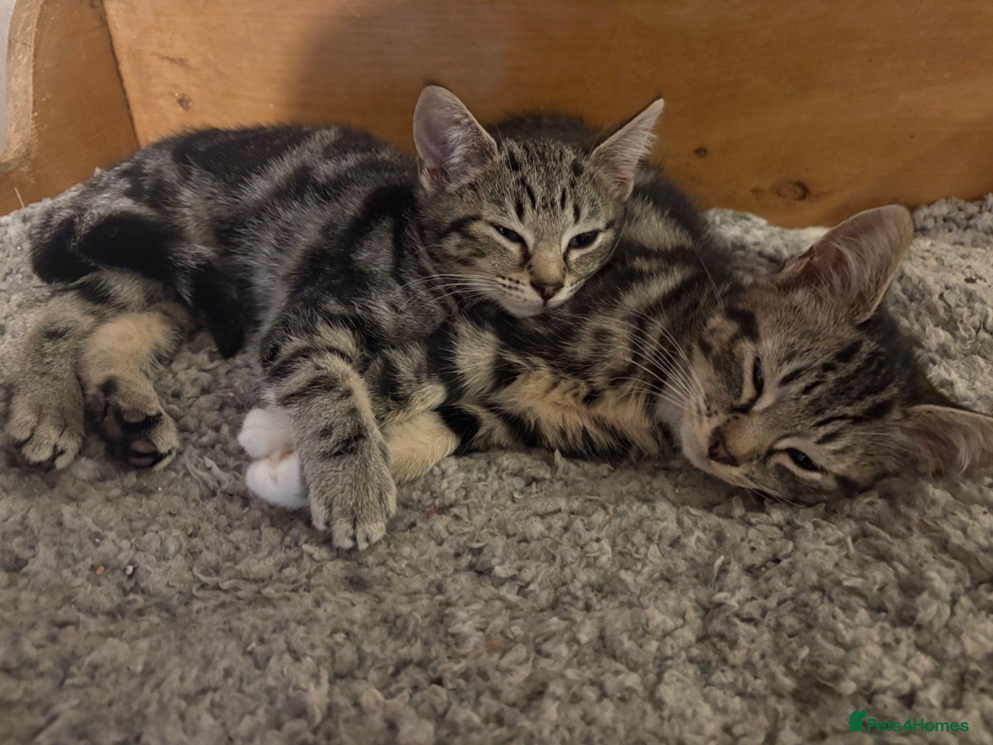 Mixed Breed cats 6 lovely kittens looking for new homes  - Advert 10