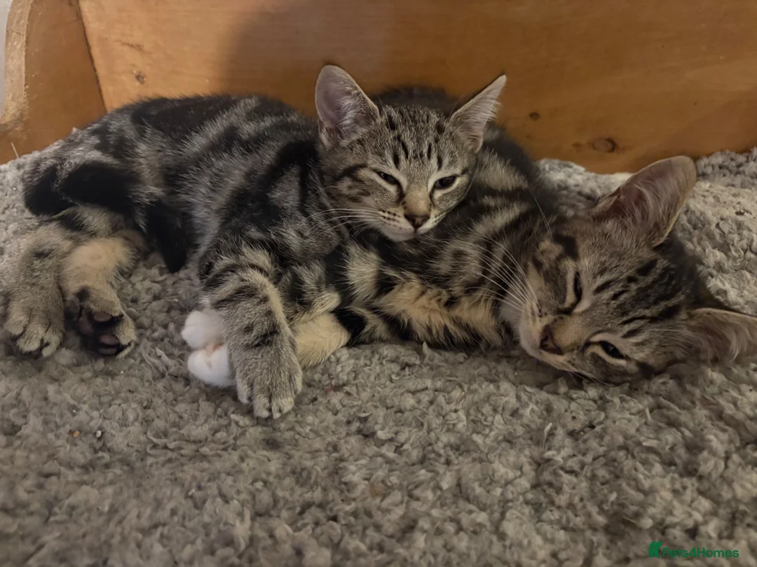 Mixed Breed cats for sale: 6 lovely kittens looking for new homes  - Advert 1
