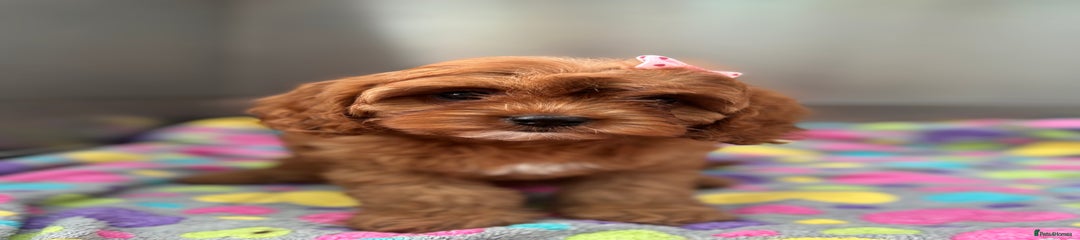 Cavapoo Puppy 1