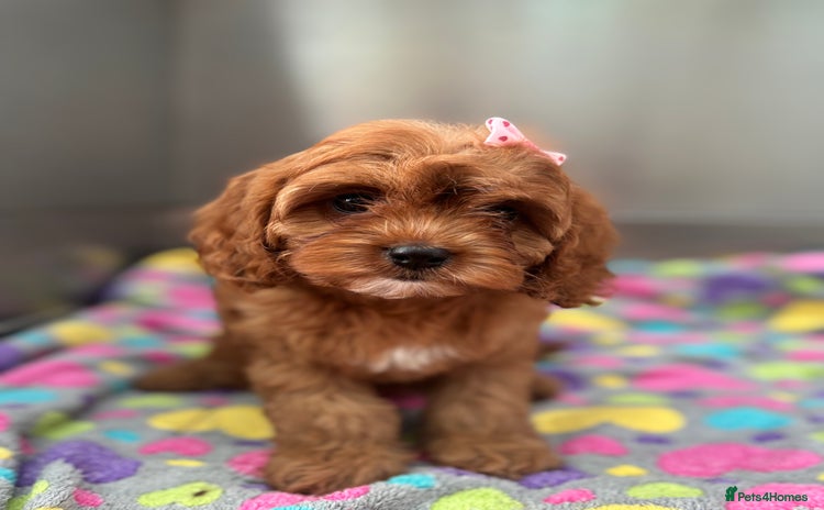Cavapoo dogs - Advert 2