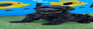 Russian Black Terrier 3