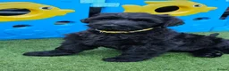 Russian Black Terrier dogs for sale: 🐾Russian Black Terrier Puppies | Ready Now🐾 - Advert 10