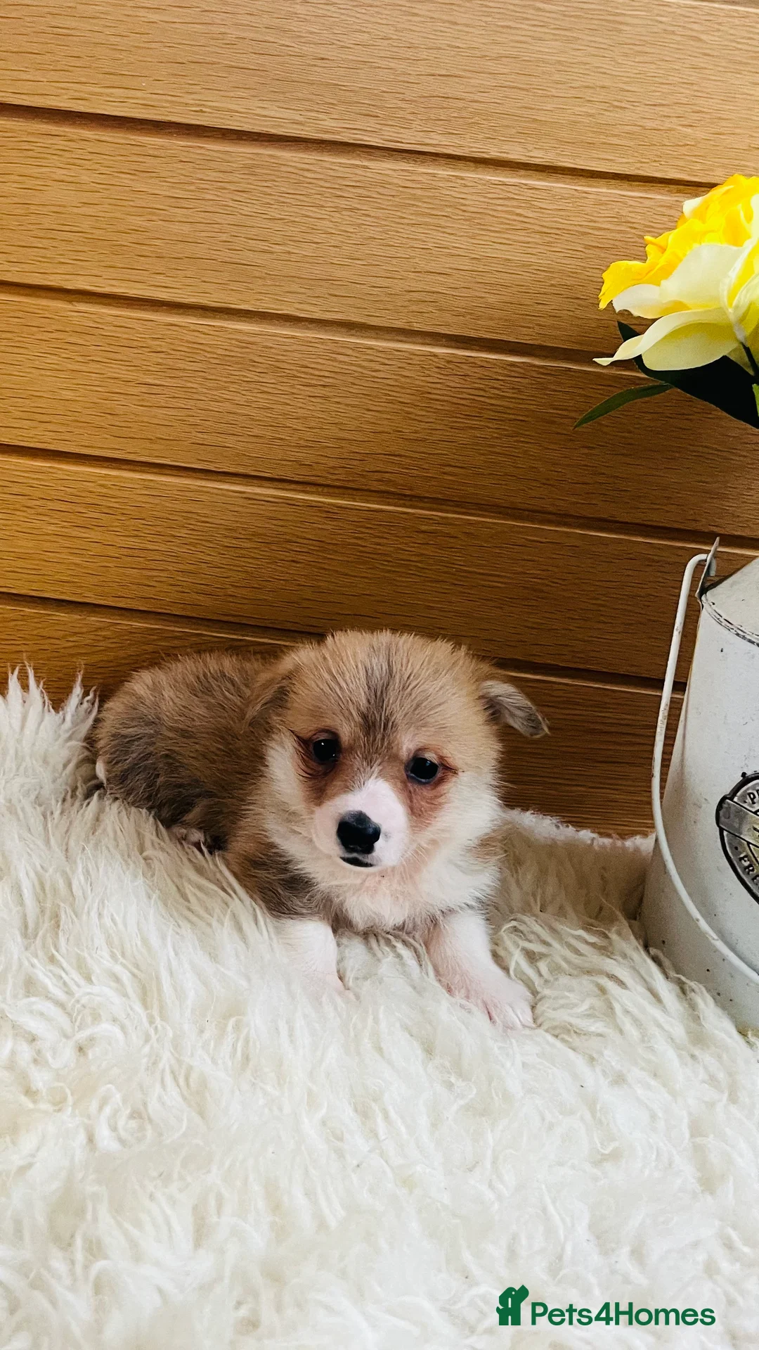 Welsh Corgi Pembroke dogs for sale: KC reg Welsh Corgi Pembroke puppies - Advert 27