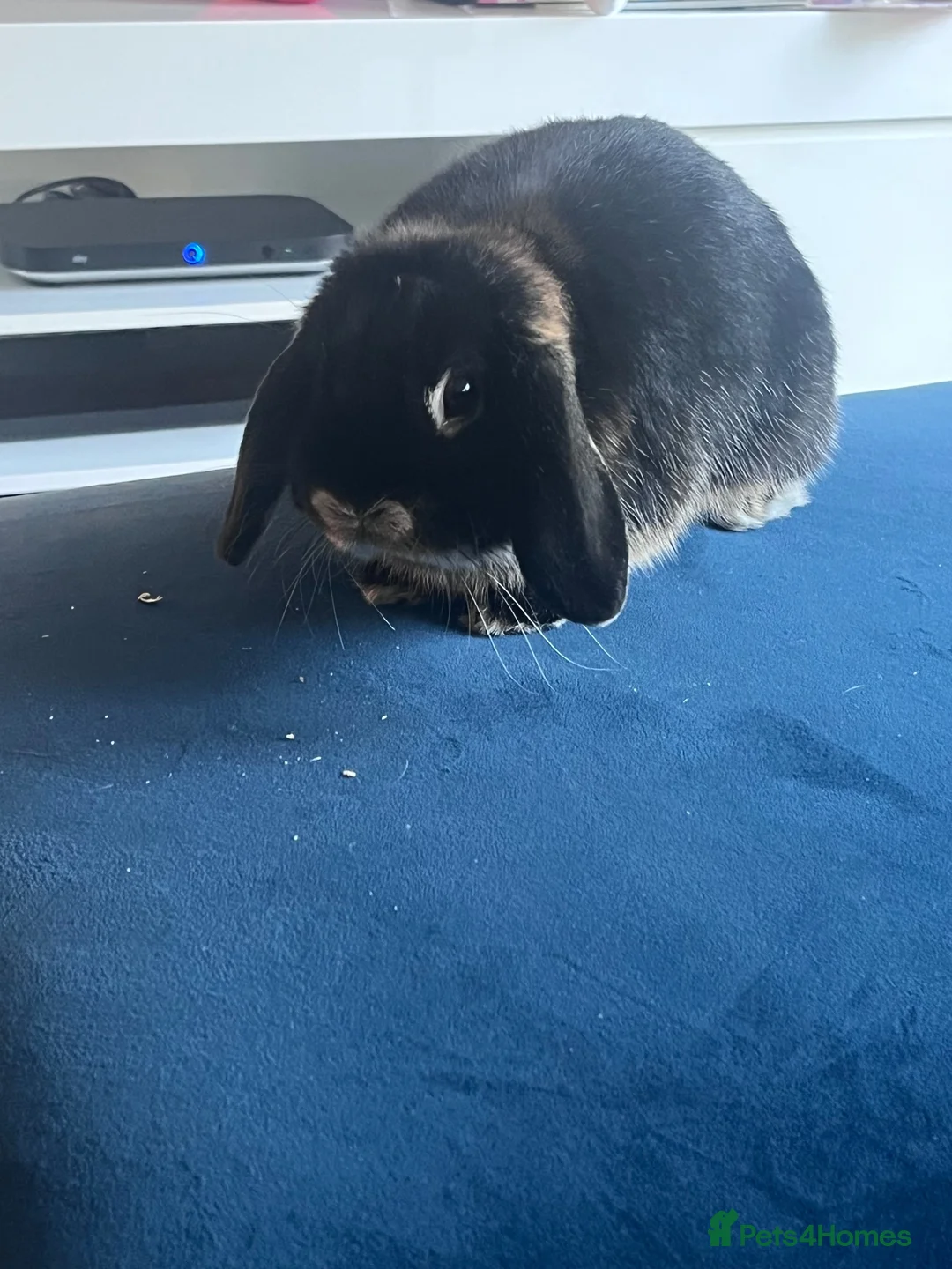 Mini Lop rabbits for sale: Black Mini Lop 10 months old  - Advert 2