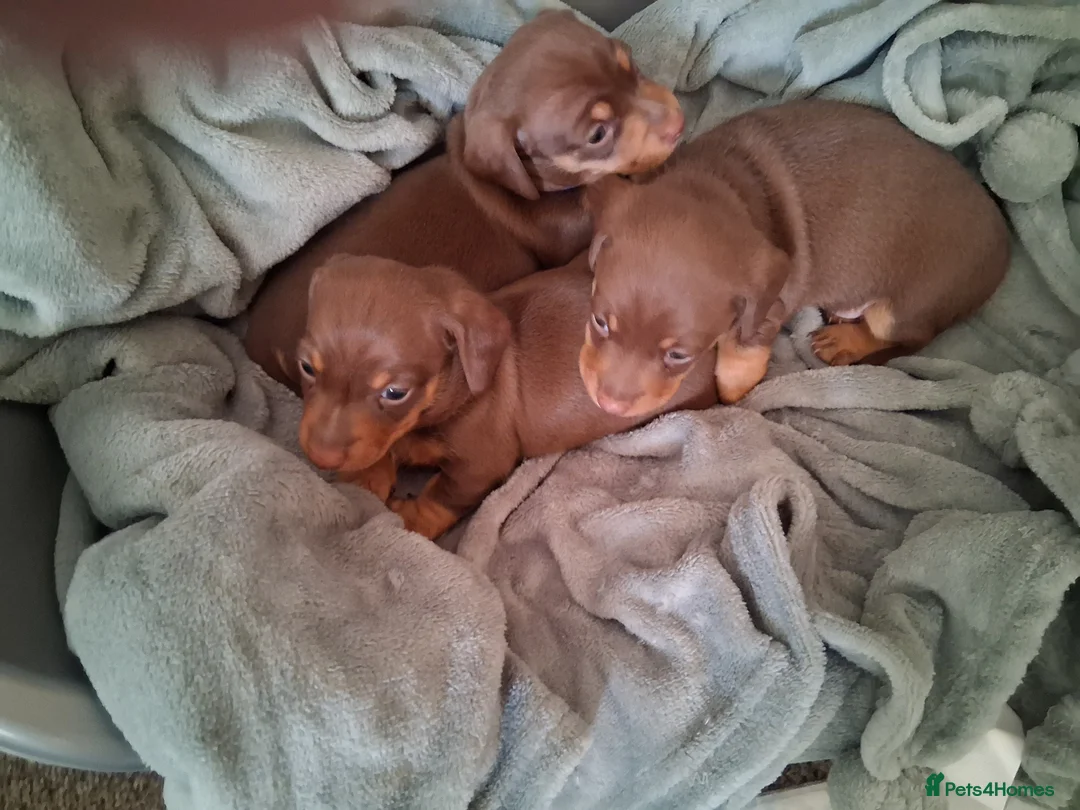 Miniature Dachshund dogs for sale: 3 beautiful miniture dashounds for sale.   - Advert 1