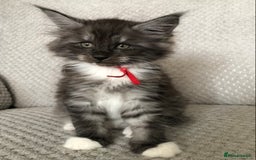 Maine Coon cats for sale: MaineCoon Kittens Black Smoke 1 Boy & 2 Girls - Image 21