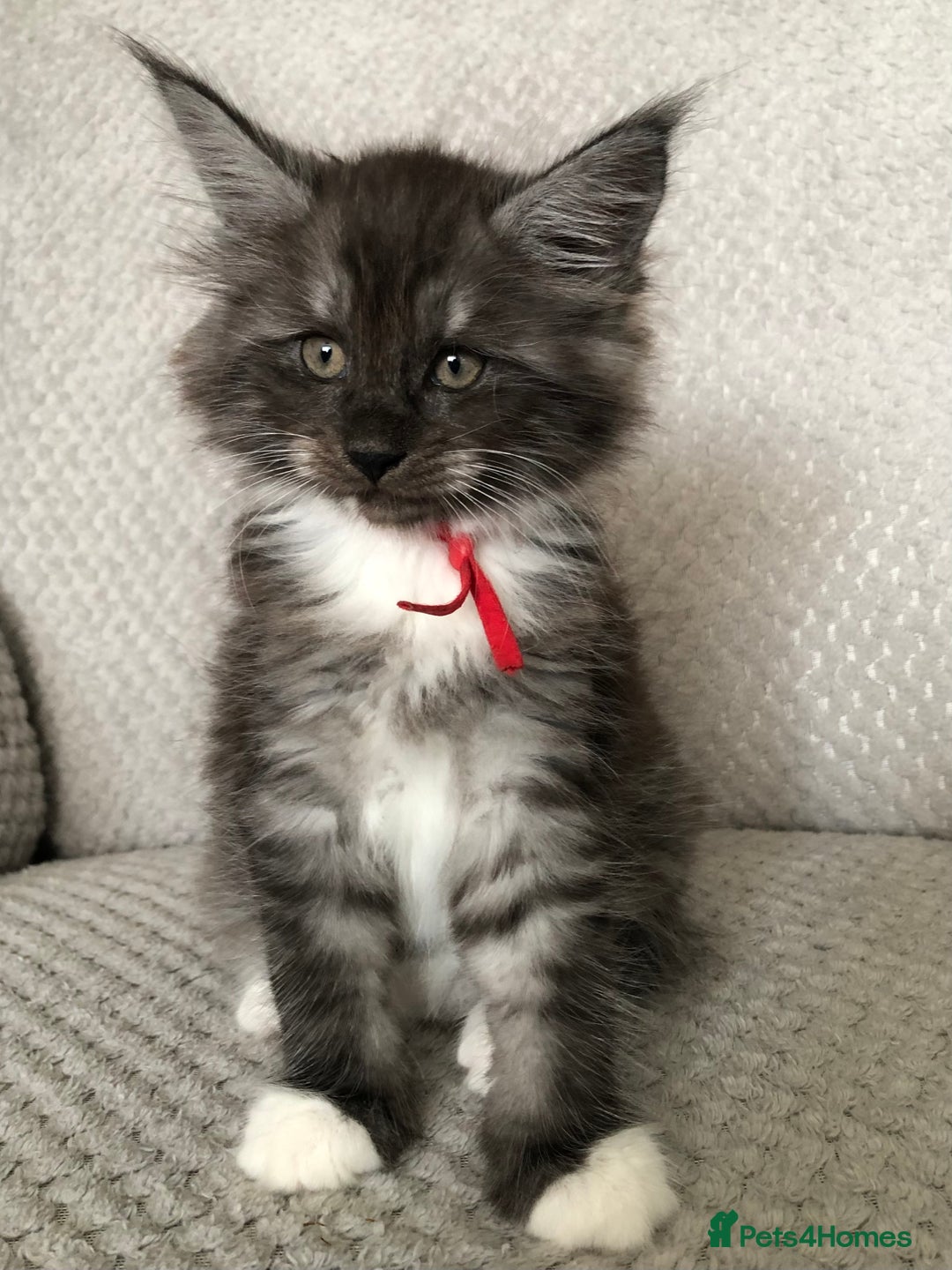 Maine Coon cats for sale: MaineCoon Kittens Black Smoke 1 Boy & 2 Girls - Image 21